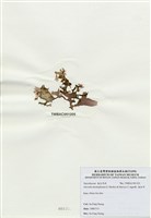 藏品(海木耳)的圖片